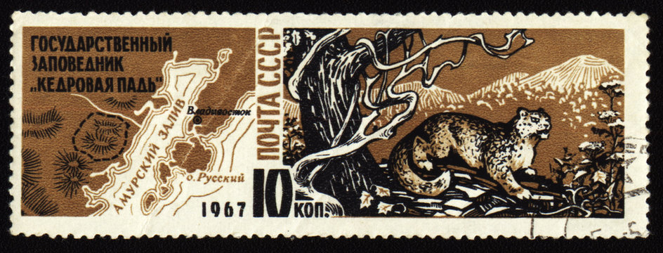 Cedar Pad reserve in USSR on post stamp