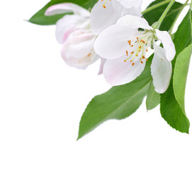 White spring blossom with copy space