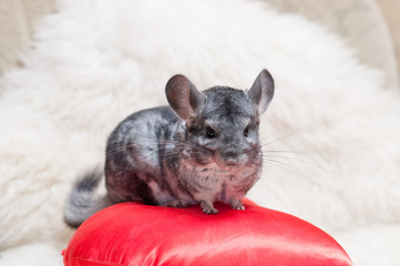 Male chinchilla