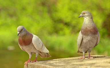 PIGEONS