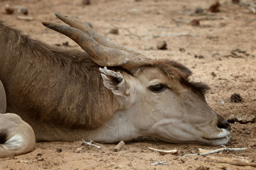 Common Eland