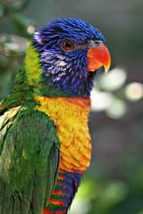 Rainbow Lori Parrot portrait