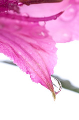 Fototapeta na wymiar Alstroemeria/ Flower