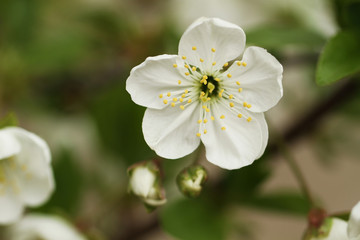 Obraz premium Вишня