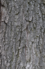 Fototapeta premium bark