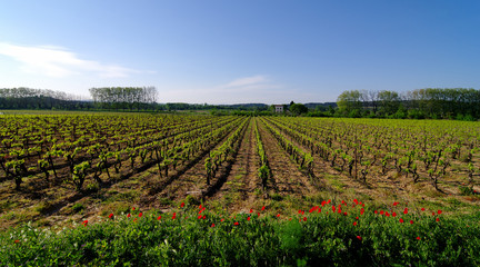 Fototapeta na wymiar coquelicots vignes des corbières