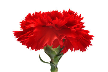 Red Carnation isolated on white background