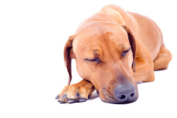 cute dog sleeping isolated on white background