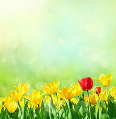 Tulip background