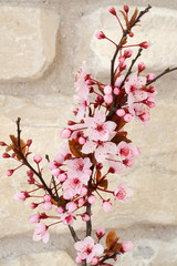 Blüten einer Blutpflaume (Prunus cerasifera Nigra)