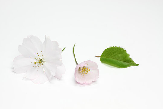 Blühende Frühlingskirsche (Prunus Accolade)