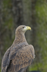 White-tailed Sea Eagle