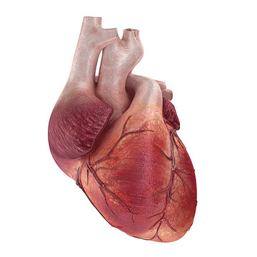3d rendered medical illustration of a human heart