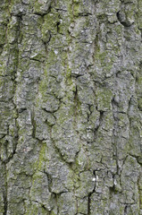 Bark of old trees