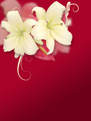 Soft Spring Flower On Red Background