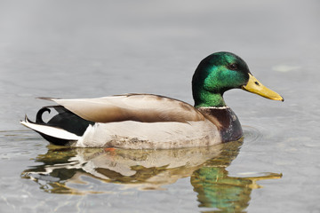 Obraz premium mallard