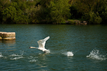Fototapeta premium décollage cygne