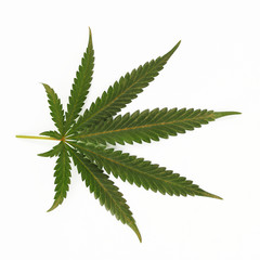 cannabis leaf