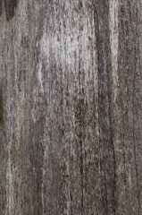 Fototapeta premium bark