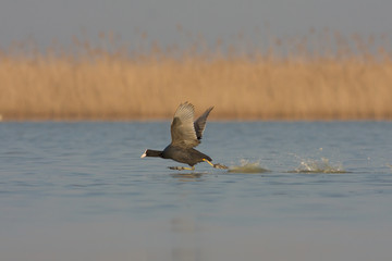 coot on the lake (Fulica atra)