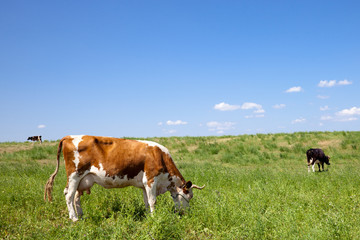 Fototapeta na wymiar Brown cow eating grass