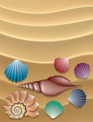vector collection of shells on the sand