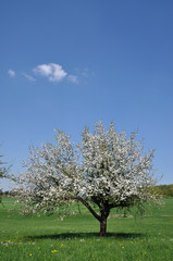 Blühender Apfelbaum auf einer Wiese