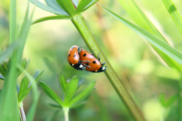 käfer beim sex im gras marienkäfer