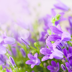 Little purple campanula flowers