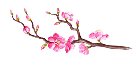 Obraz na płótnie Canvas Sakura Branch