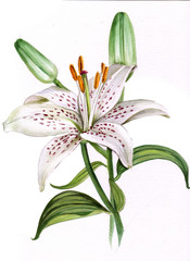 Watercolor white lily