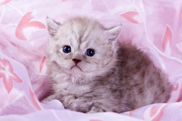 Obraz premium Small british kitten in pink