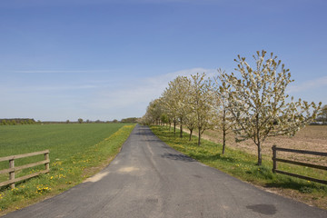 Fototapeta premium spring landscape