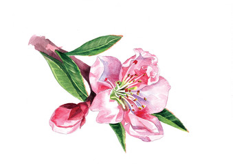 Branch of blooming peach