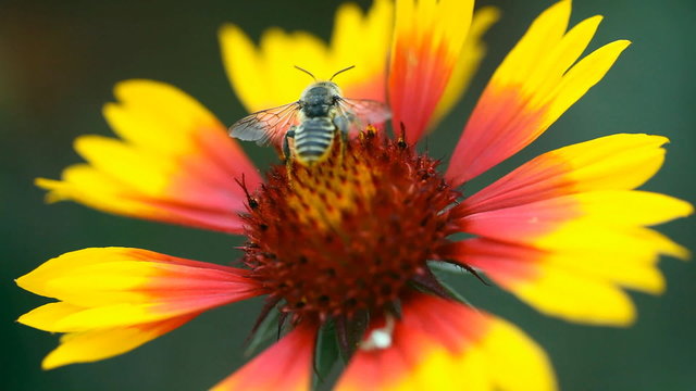 Bee on a flower gailardia.
