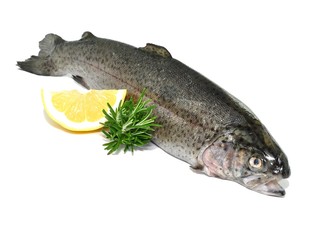 Zitrone, Fisch