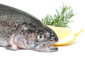 Rosmarin, Fisch