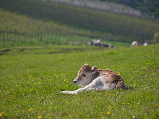 calf background