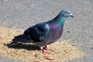 Rock Dove