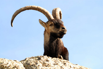 Primer plano del macho mont&eacute;s
