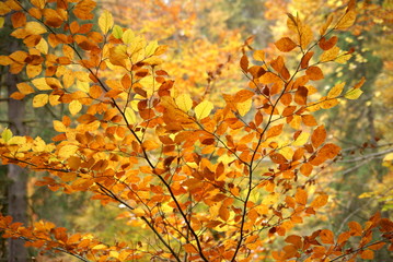 leuchtendes Herbstlaub