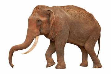 Obraz premium elephant with clipping path