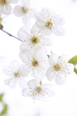 Delicate white flowers