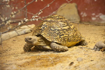tortoise
