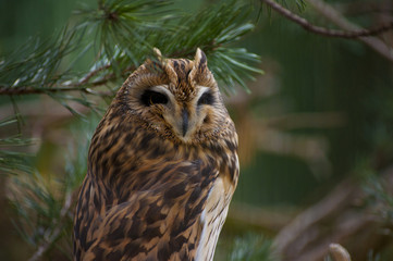 owl