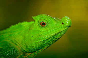 Nosed lizard. Sri Lanka.