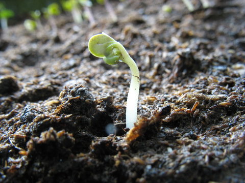 Growing seeds timelapse
