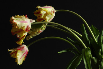 Tulips Flaming Parrot spring