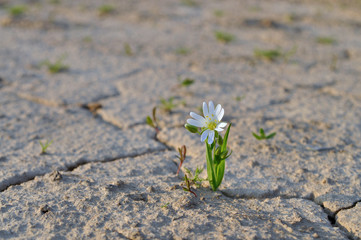Zartes Blümchen setzt sich durch