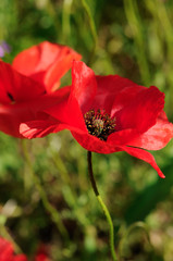 Rouge coquelicot